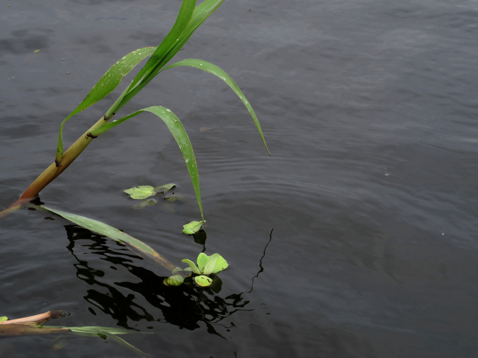 Planta de agua