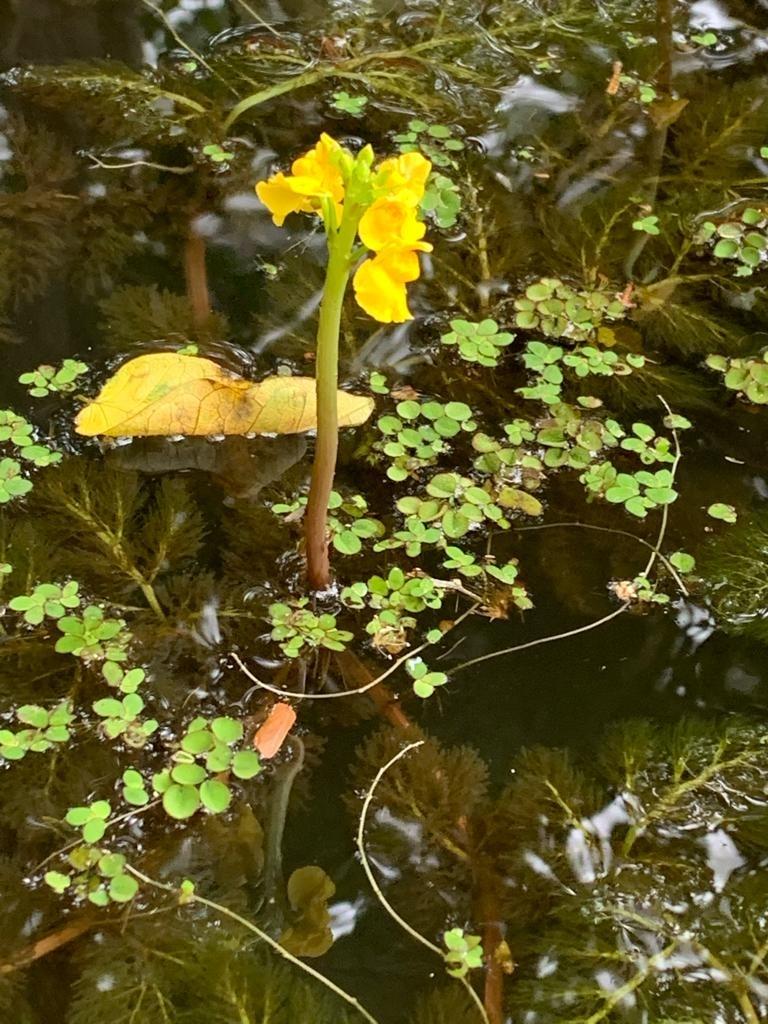 Flor en agua 